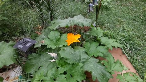 It is said to be pumpkin leaves have a healthy amount of vitamin a, vitamin c, calcium, and iron. My pumpkin plant is showing off - YouTube