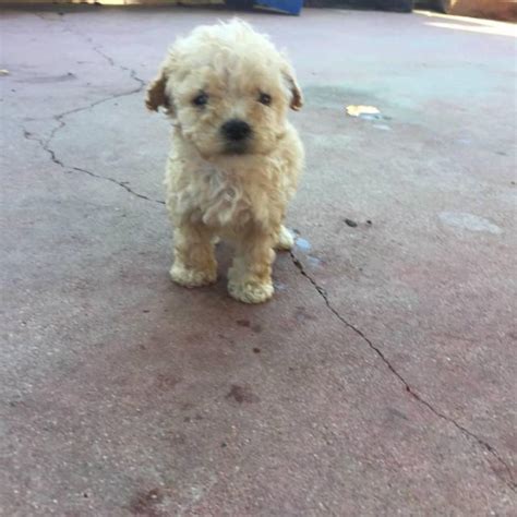 Here at sherry's maltipoos we sell adorable first generation toy maltipoo puppies.we have a great selection of maltipoo puppies for sale throughout the year so you can purchase one of our maltipoos today to be your companion for life. Teacup maltipoo puppies for sale in Pasadena, California ...