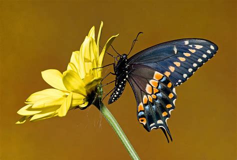 Eastern Black Swallowtail Butterfly Photograph By Millard H Sharp