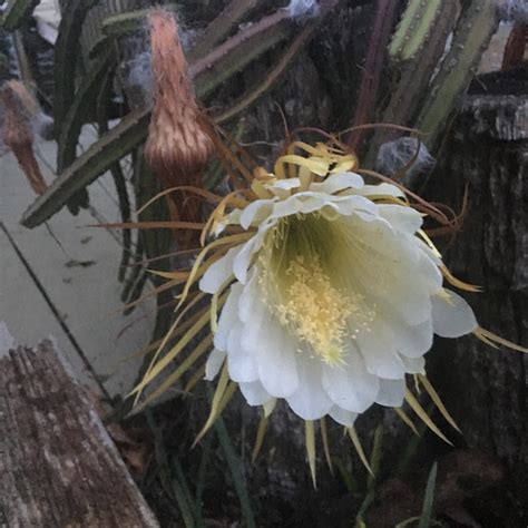 The flowers are short lived, and some of these species, such as selenicereus grandiflorus, bloom only once a year, for a single night. Selenicereus Grandiflorus syn. Cactus grandiflorus, Cereus ...