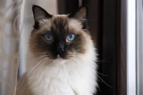 Ragdoll Cat Breed Info And Health Advice Everypaw