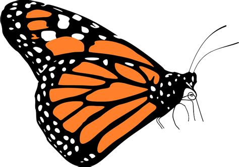 Monarch Butterfly Drawing Clipart Insects Transparent Clip Art Images