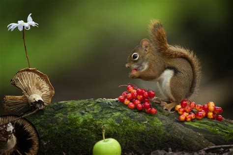 Squirrel Eat Berries Wallpaper Animals Wallpaper Better