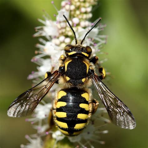 Maybe you would like to learn more about one of these? European wool carder bee - Anthidium manicatum | I had ...