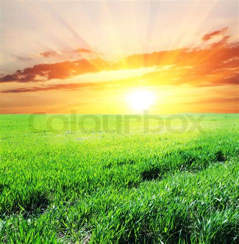Grassland On Sunset Stock Image Colourbox