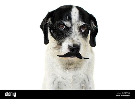 Funny And Serious Dog Wearing Black Moustache Or Mustache Isolated