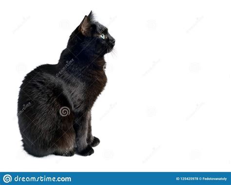 Black Cat Sitting Up Sol Sturgeon