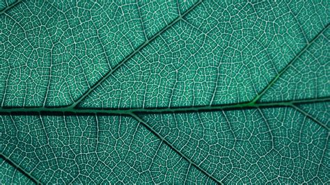 Leaf Texture Closeup Wallpaper Nature And Landscape Wallpaper Better
