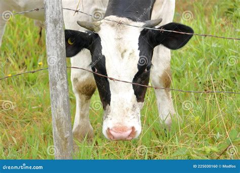 Female Holstein Friesian Dairy Cow And Fence Stock Photo Image Of