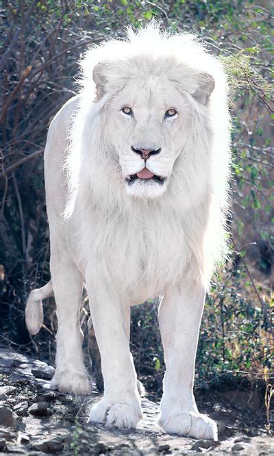 Leon Albino Animales Raros Animales Majestuosos Animales Albinos Raros