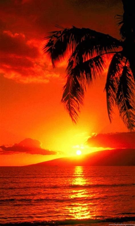 Red Sunset And Palm Beach Wallpapers Beach Pictures And Images Desktop