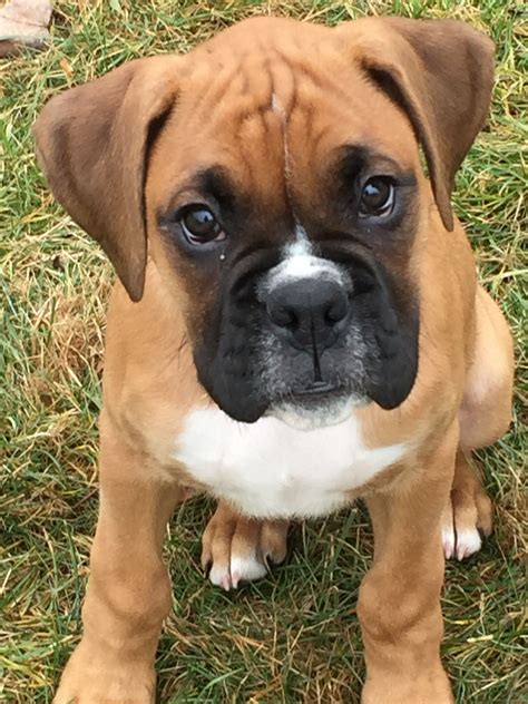 A Good Looking Boxer Pup I Love The White Marking Just