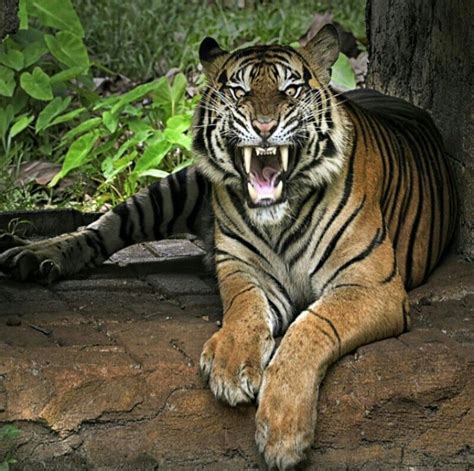 Horror Tiger Photography Animals Spirit Animal