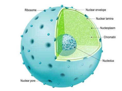 The Nucleolus By David Clarke