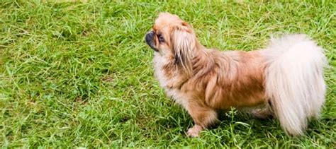 This is a perfect name for white dogs like samoyeds or white german sheperds. 140+ Chinese Dog Names | Dognames.info