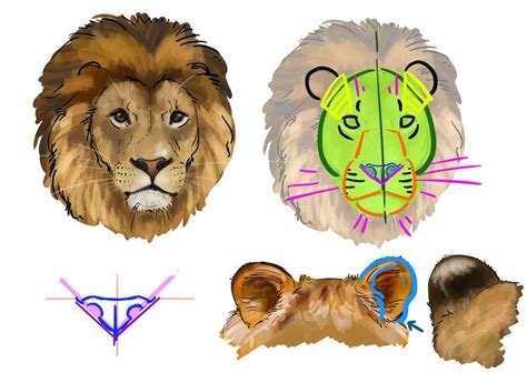 En effet, j'aime énormément les lions. Comment dessiner un lion | Comment dessiner un lion ...