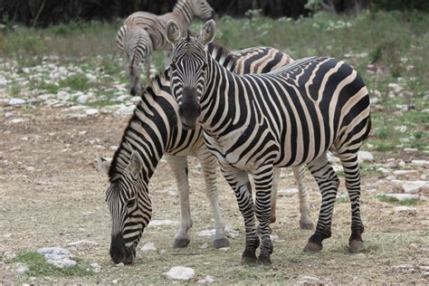 Free Images Animal Wildlife Wild Zoo Fauna Zebra Eating