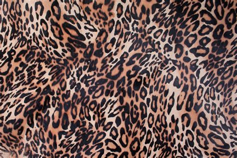 Leopard Skin Background Pattern Image Free Stock Photo
