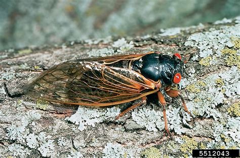 There are at least six artists who go by the name cicada: periodical cicada, Magicicada septendecim (Hemiptera ...