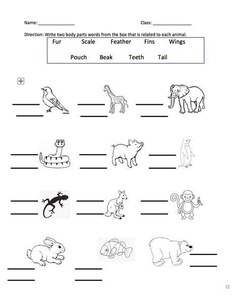 Animal Body Parts Grade 2 Worksheet
