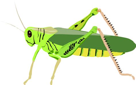 Grasshopper Clipart Images Free Wikiclipart