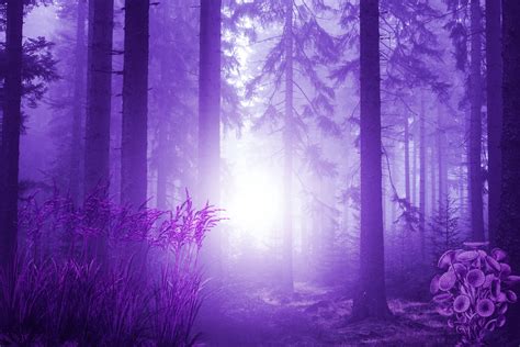 Fantasy Forest Free Stock Photo Public Domain Pictures