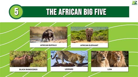 The African Big Five Get To Know The Big Five Animals A Z Animals