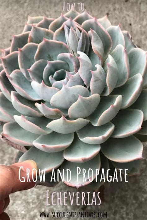 How To Grow Care For And Propagate Echeverias Propagating Succulents