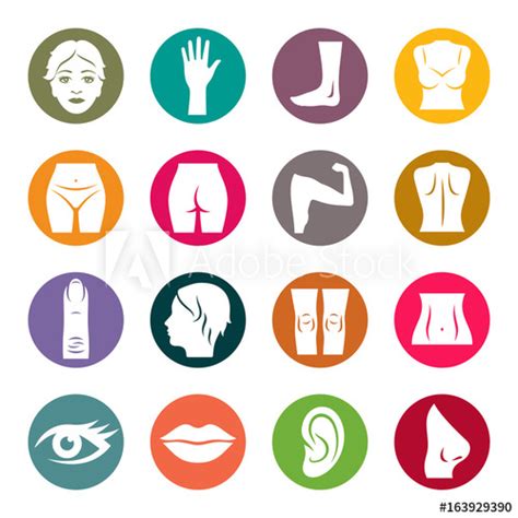 Human Body Parts Icon Set Stock Image And Royalty Free
