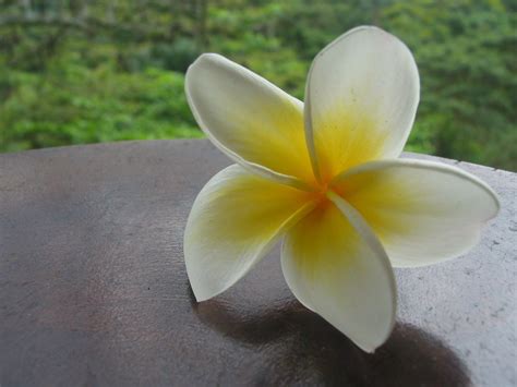 Frangipani Flower Free Photo Download Freeimages