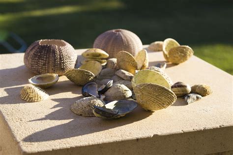 Shells Clam Seashell Free Photo On Pixabay Pixabay