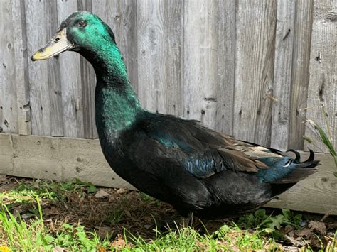 Breed Spotlight The Cayuga Duck Meyer Hatchery Blog