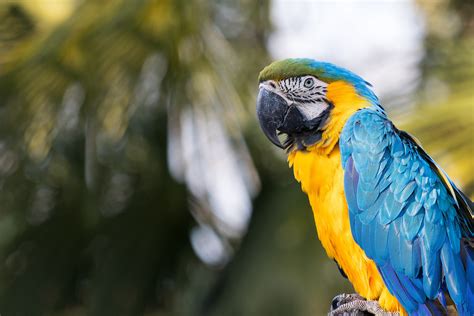 Free Stock Photo Of Animal Nature Parrot