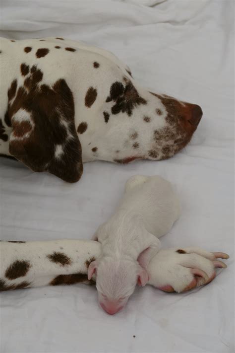 New Born Dalmatian Puppy Cute Animals Cute Dogs Cute Baby Animals