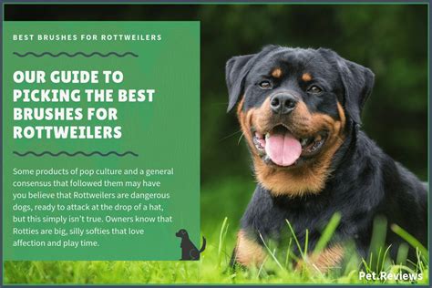 See more ideas about cat brushing, cats, long haired cats. 9 Best Brushes for Rottweilers: Our 2020 Rottie Brush Guide