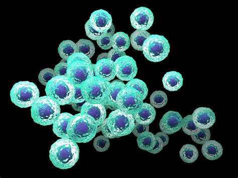 Stem Cells Photograph By Maurizio De Angelisscience Photo Library Pixels