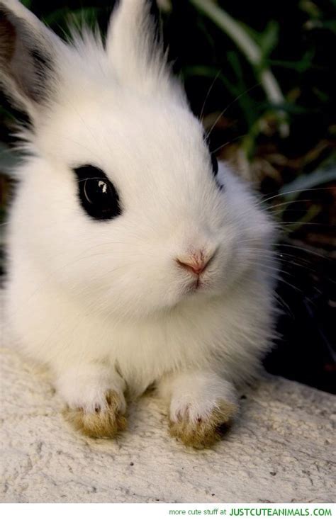 White Bunny Rabbit Amigos Dos Animais Animais Engraçados Belas