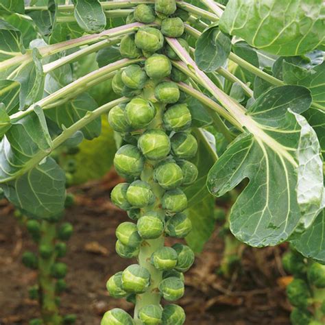 Brussels Sprout Crispus F1 Seeds From Mr Fothergills Seeds And Plants