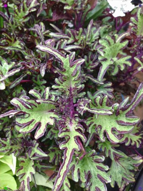 Do not buy those with fully riped fruits and almost barren of leaves as. Coleus Under The Sea Lime Shrimp Dissected Purple Leaves ...