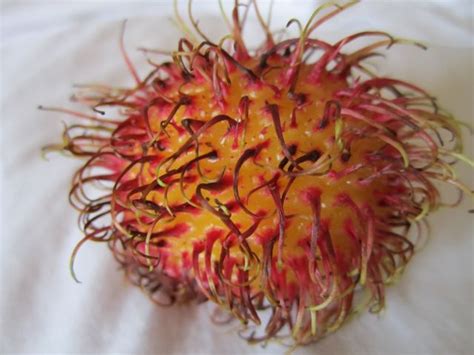 With its spiky yellow exterior and juicy green interior, this is one fruit with vibrant contrasts. Food Glossary: Rambutan | Globe Troffer