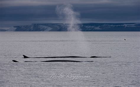 Blue Whales Balaenoptera Musculus Near Spitsbergen Svalbard