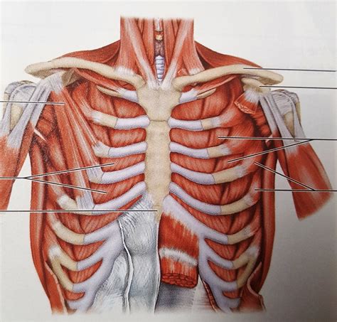 Chest Muscles Anatomy Chest Muscle Group With Upper Chest Highlighted