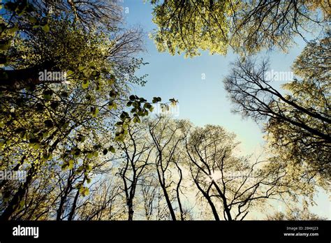 Forest Treetops From Below Stock Photo Alamy