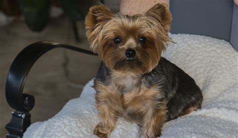 Terrier Breeds That Don't Shed are Perfect for a Neat Freak Owner