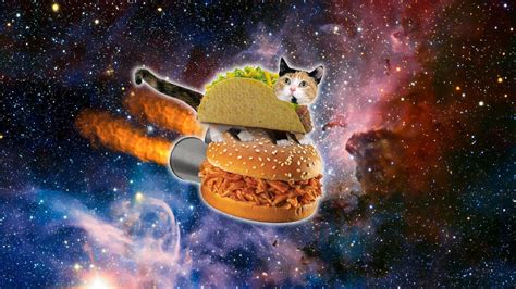 Amazing Cat Galaxy Wallpapers Top Free Amazing Cat Galaxy Backgrounds