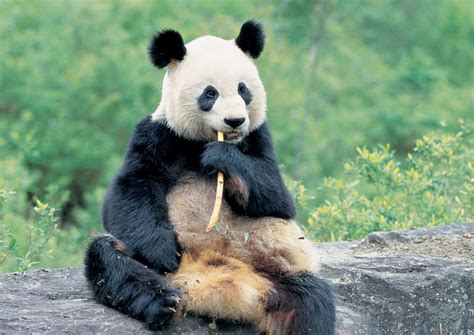 Giant Panda Bear Information And Latest Images 2013 Beautiful And