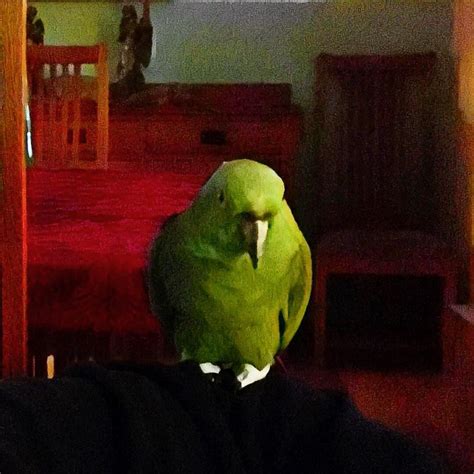 Macie The Parrot Just Chillin Parrot Prisma Via Instag Flickr