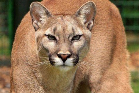 Male Vs Female Mountain Lion Key Differences Explained