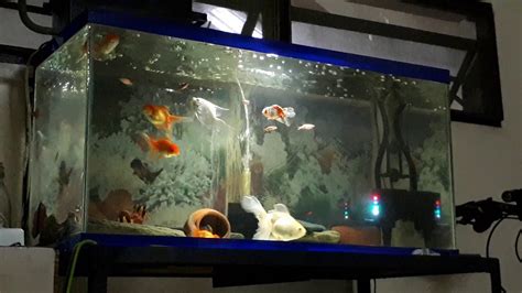 My 40 Gallon Goldfish Tank Youtube