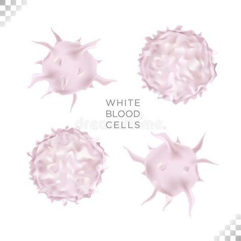 White Blood Cell Part Of The Bodyâ€ S Immune System Two Types Stock